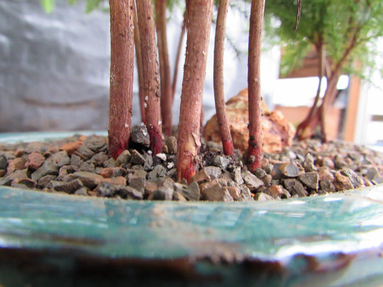 norfolk island pine bonsai tree forest Norfolk Island Pine Bonsai 3 Tree Forest