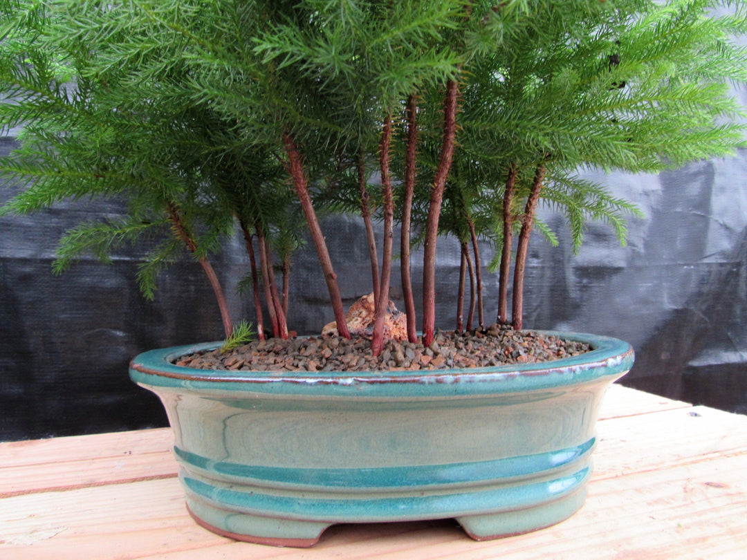 Norfolk Island Pine Bonsai 3 Tree Forest Base