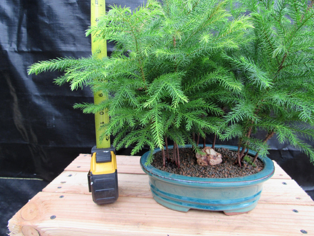 Norfolk Island Pine Bonsai 3 Tree Forest Size