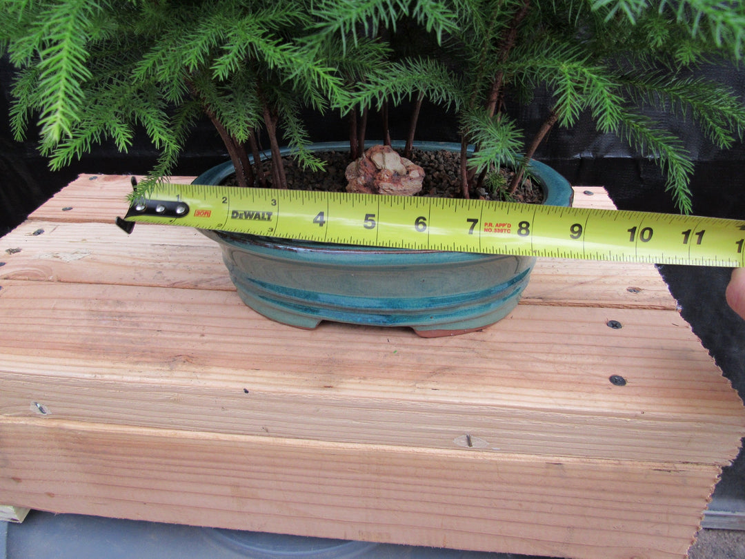 Norfolk Island Pine Bonsai 3 Tree Forest Width