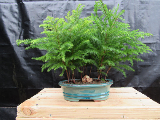 bonsai fern tree Norfolk Island Pine Bonsai 3 Tree Forest