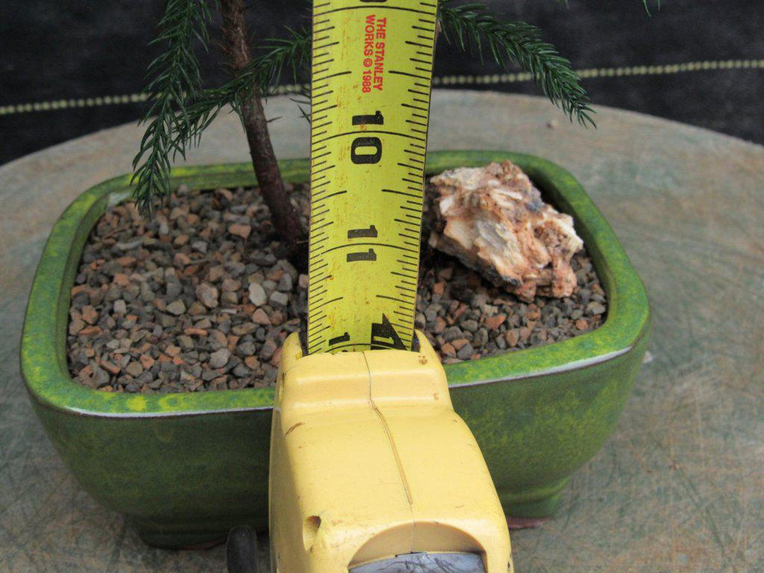 Norfolk Island Pine Bonsai Tree Forest Size