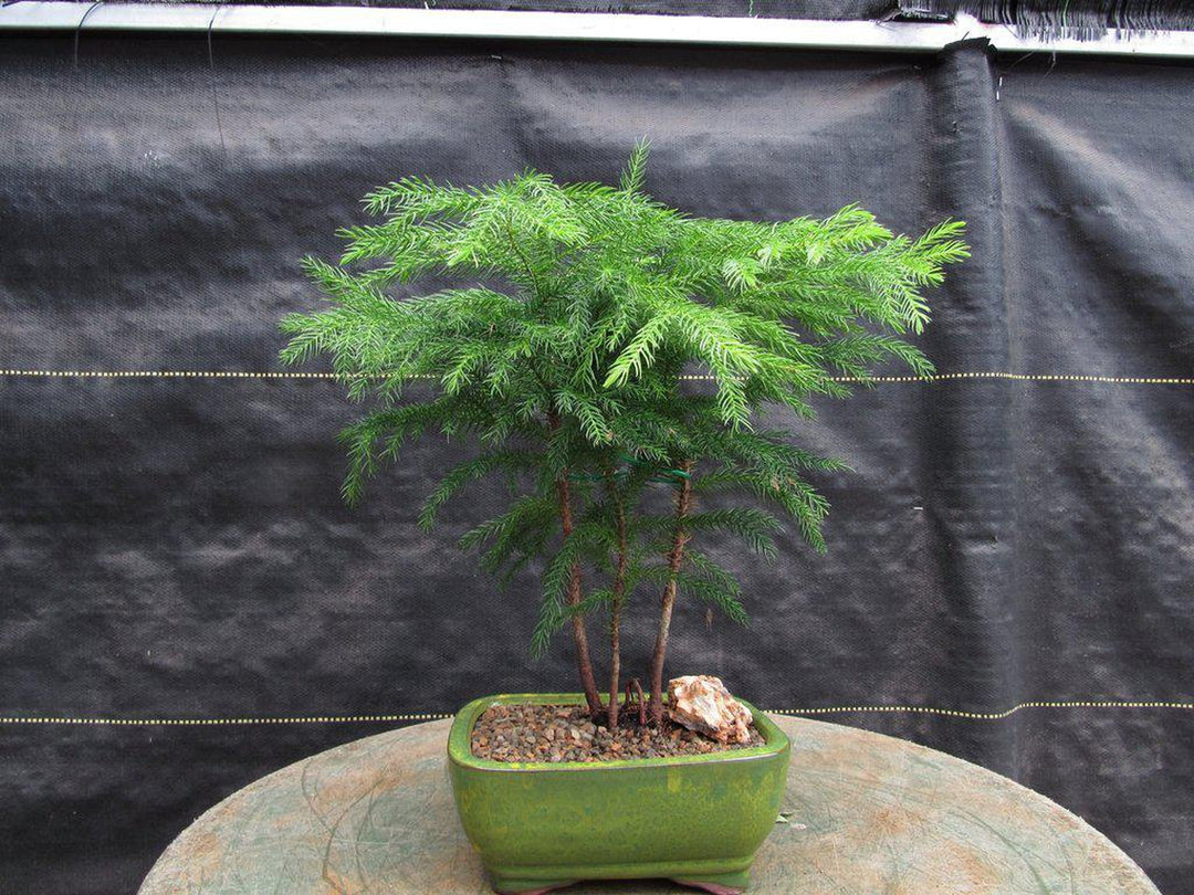 Norfolk Island Pine 3 Tree Forest Bonsai Tree