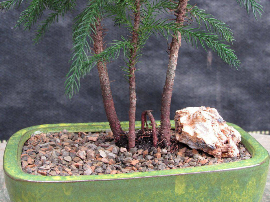 Norfolk Island Pine Bonsai Tree Forest Roots