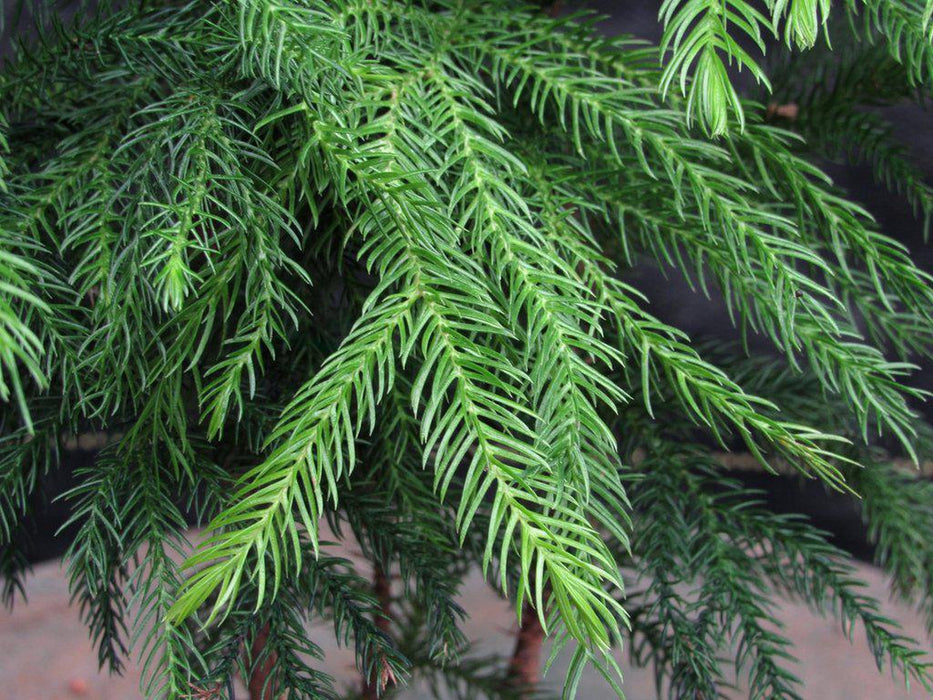 Norfolk Island Pine Bonsai Tree Forest Foliage