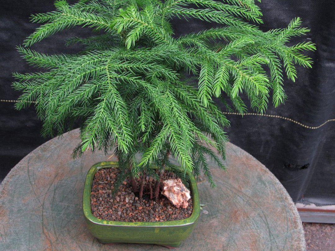 Norfolk Island Pine Bonsai Tree Forest Canopy