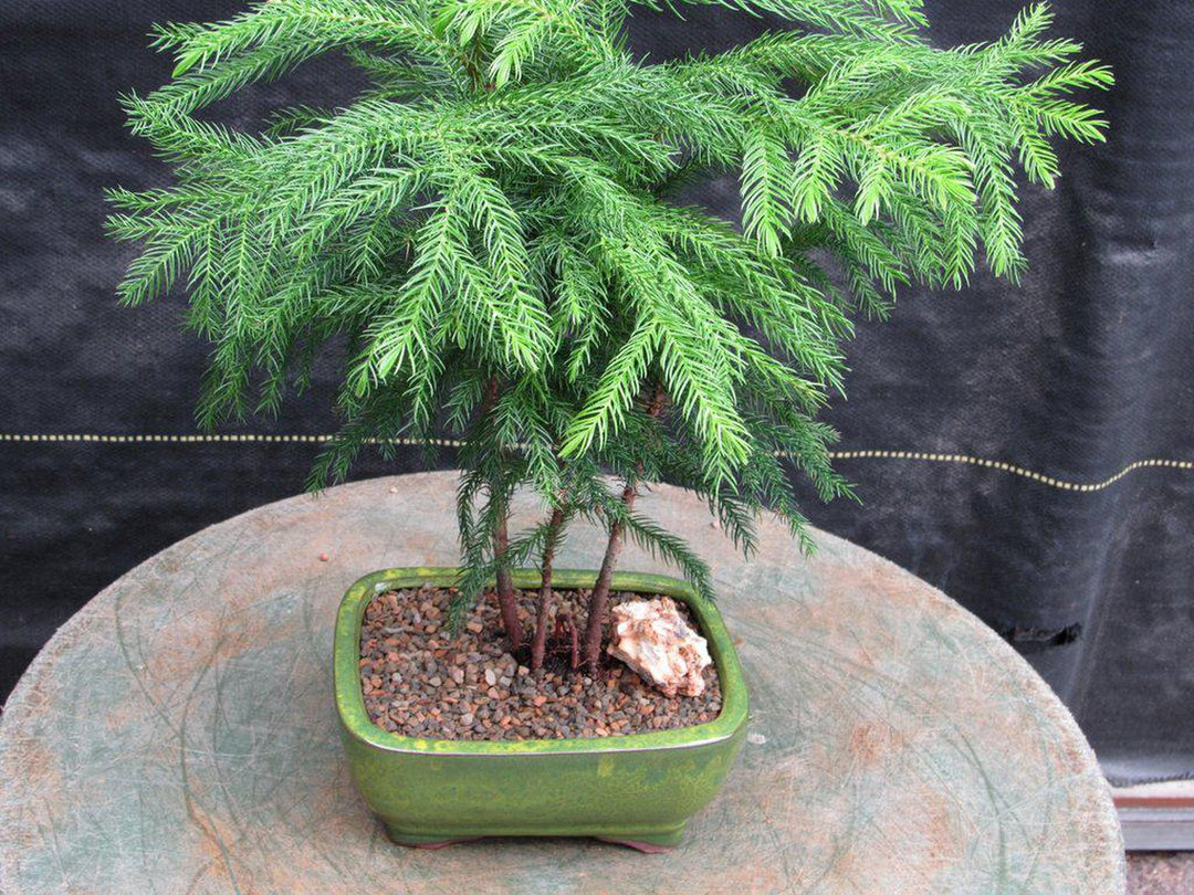 Norfolk Island Pine Bonsai Tree Forest Profile
