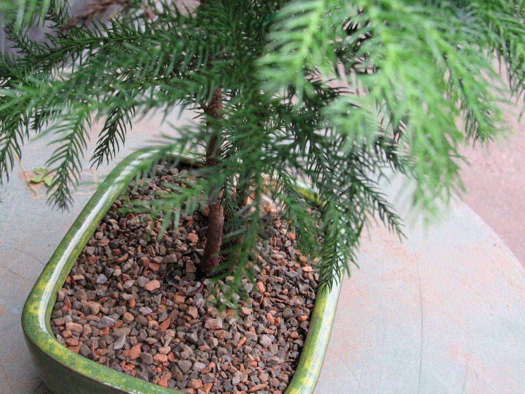 Norfolk Island Pine Bonsai Tree Forest Top-Down