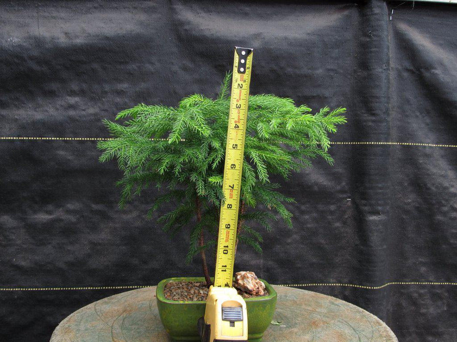 Norfolk Island Pine Bonsai Tree Forest Tall