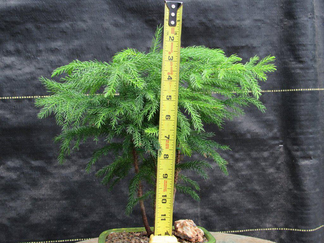 Norfolk Island Pine Bonsai Tree Forest Height