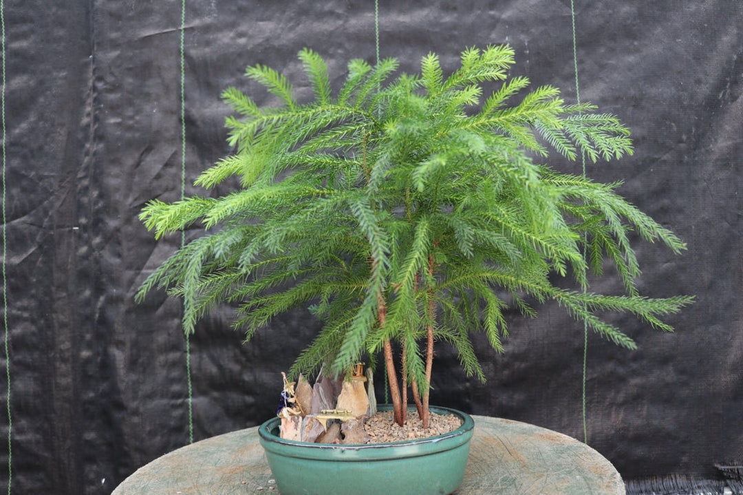Norfolk Island Pine Bonsai Tree Canopy
