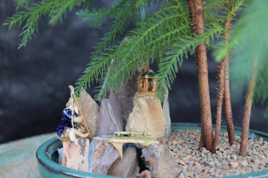 bonsai tree pine cones Norfolk Island Pine Bonsai Tree Landscape Scene