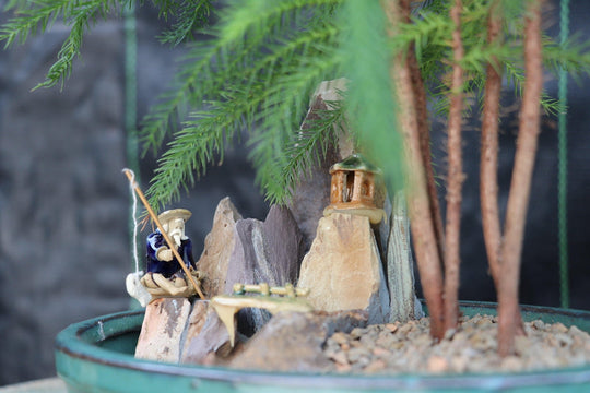 norfolk island pine bonsai tree forest Norfolk Island Pine Bonsai Tree Landscape Scene