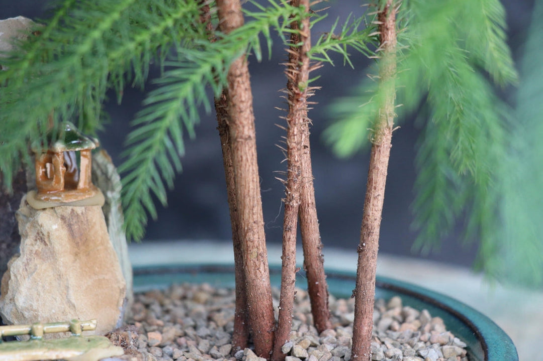 Norfolk Island Pine Bonsai Tree Forest