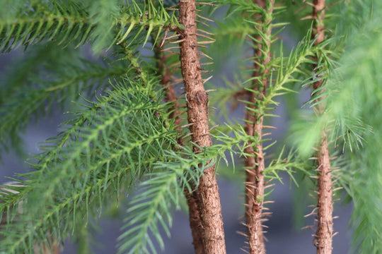 norfolk island pine bonsai tree forest Norfolk Island Pine Bonsai Tree Landscape Scene