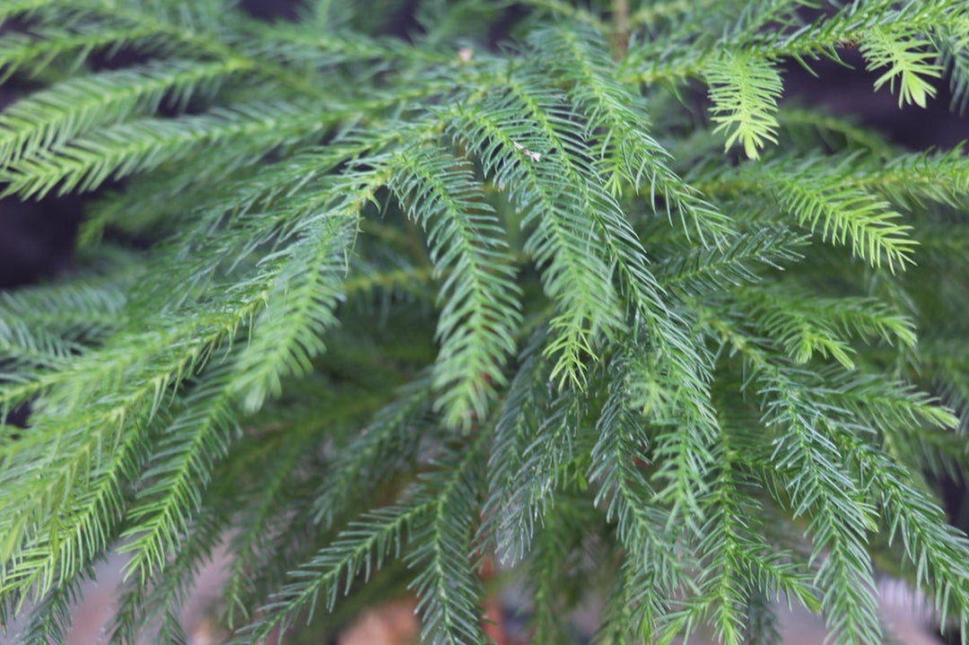 Norfolk Island Pine Bonsai Tree Foliage