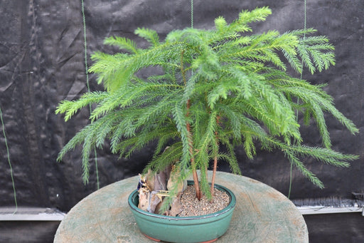 Norfolk Island Pine Bonsai Tree