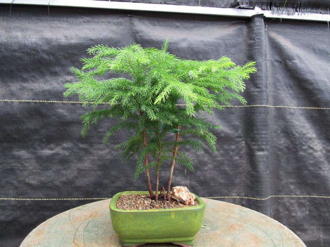 Norfolk Island Pine Bonsai Tree Forest