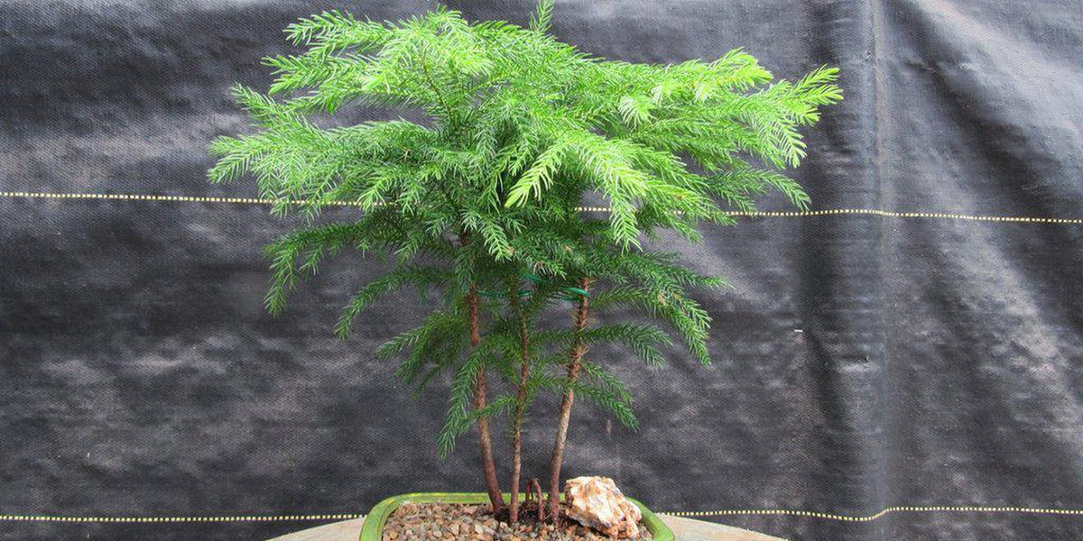 bonsai tree for sale norfolk Norfolk Island Pine Bonsai Tree
