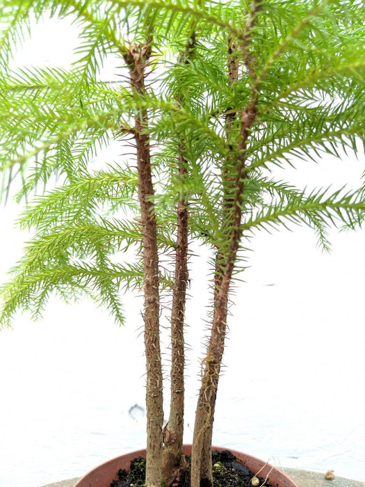 Norfolk Island Pine Pre Bonsai Tree Trunk