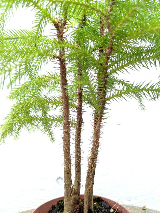 bonsai tree for sale norfolk Norfolk Island Pine Pre Bonsai Tree