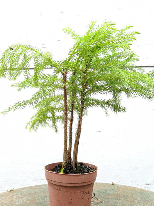 Norfolk Island Pine Pre Bonsai Tree Profile
