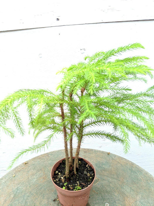 Norfolk Island Pine Pre Bonsai Tree Canopy