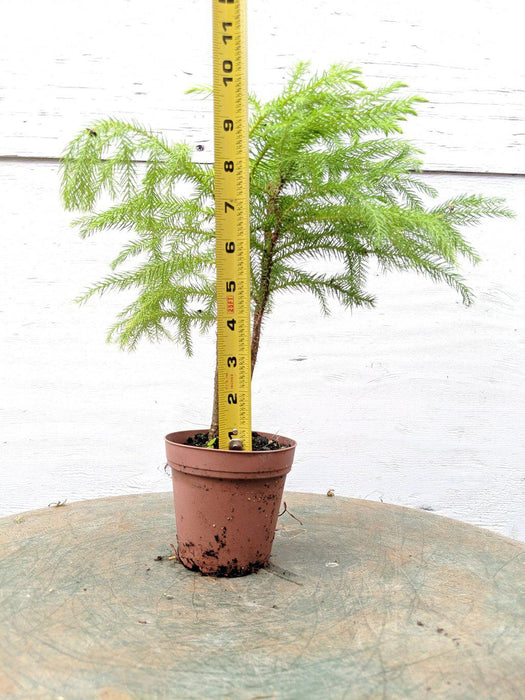 Norfolk Island Pine Pre Bonsai Tree Size