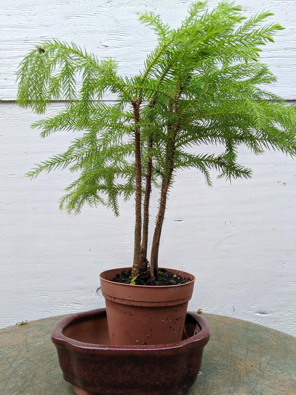 Norfolk Island Pine Bonsai Tree - Live Indoor Plant By Love My Bonsai