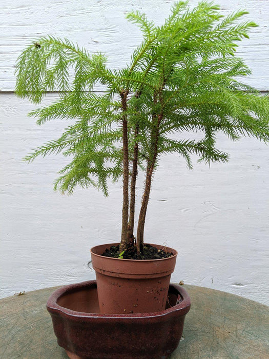 Norfolk Island Pine Pre Bonsai Tree With DIY Kit Pot
