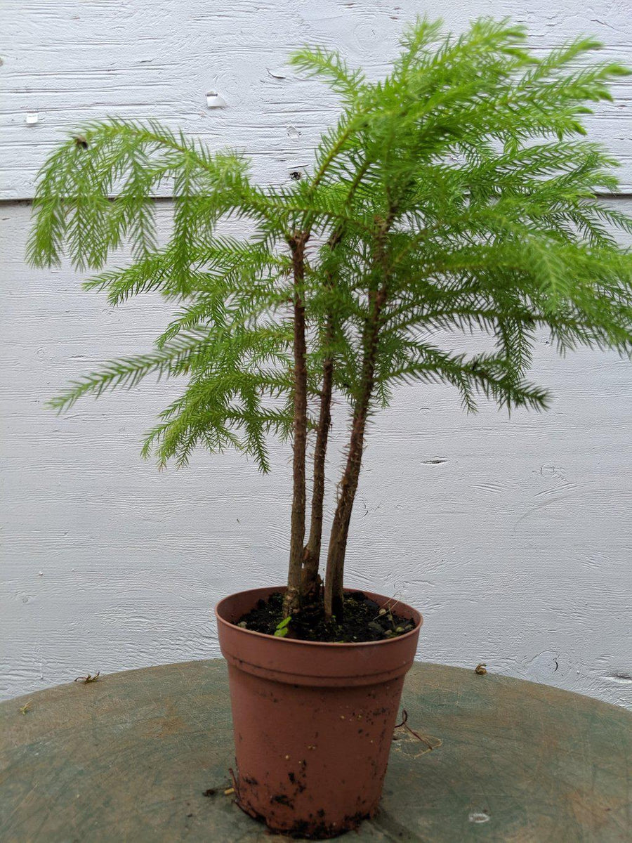 norfolk island pine bonsai tree forest Norfolk Island Pine Pre Bonsai Tree