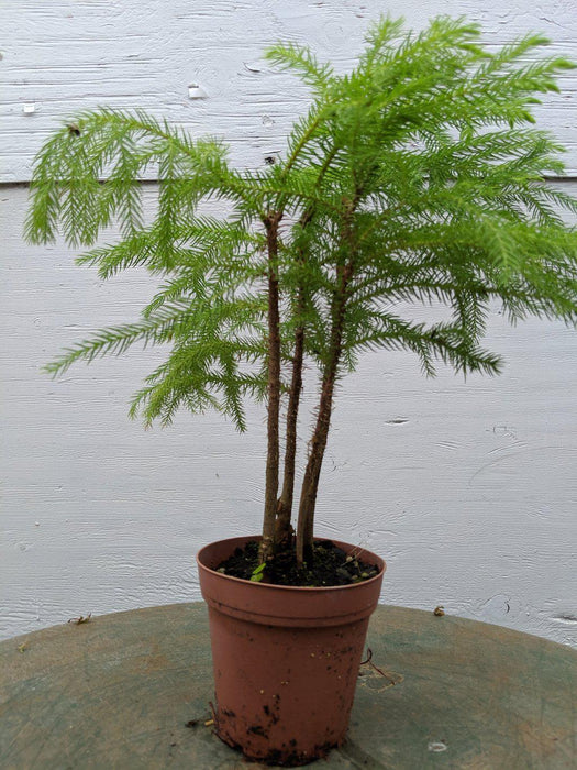 Norfolk Island Pine Pre Bonsai Tree