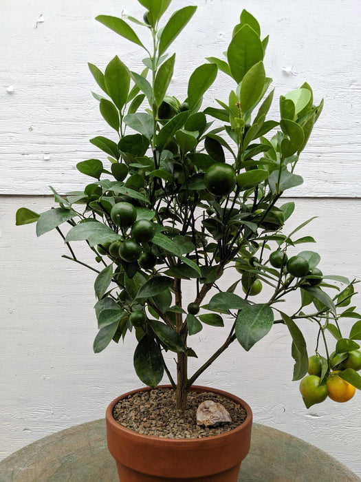 Orange Citrus Bonsai Tree Profile