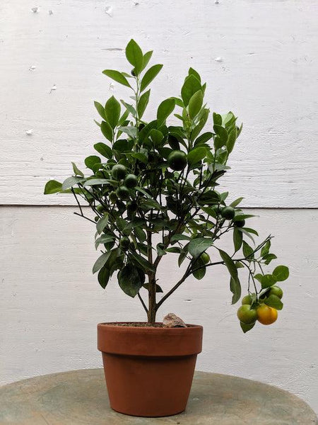 calamondin orange tree bonsai Orange Citrus Bonsai Tree