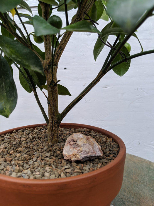 Orange Citrus Bonsai Tree Trunk