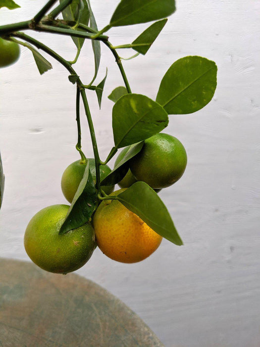 Orange Citrus Bonsai Tree Fruit
