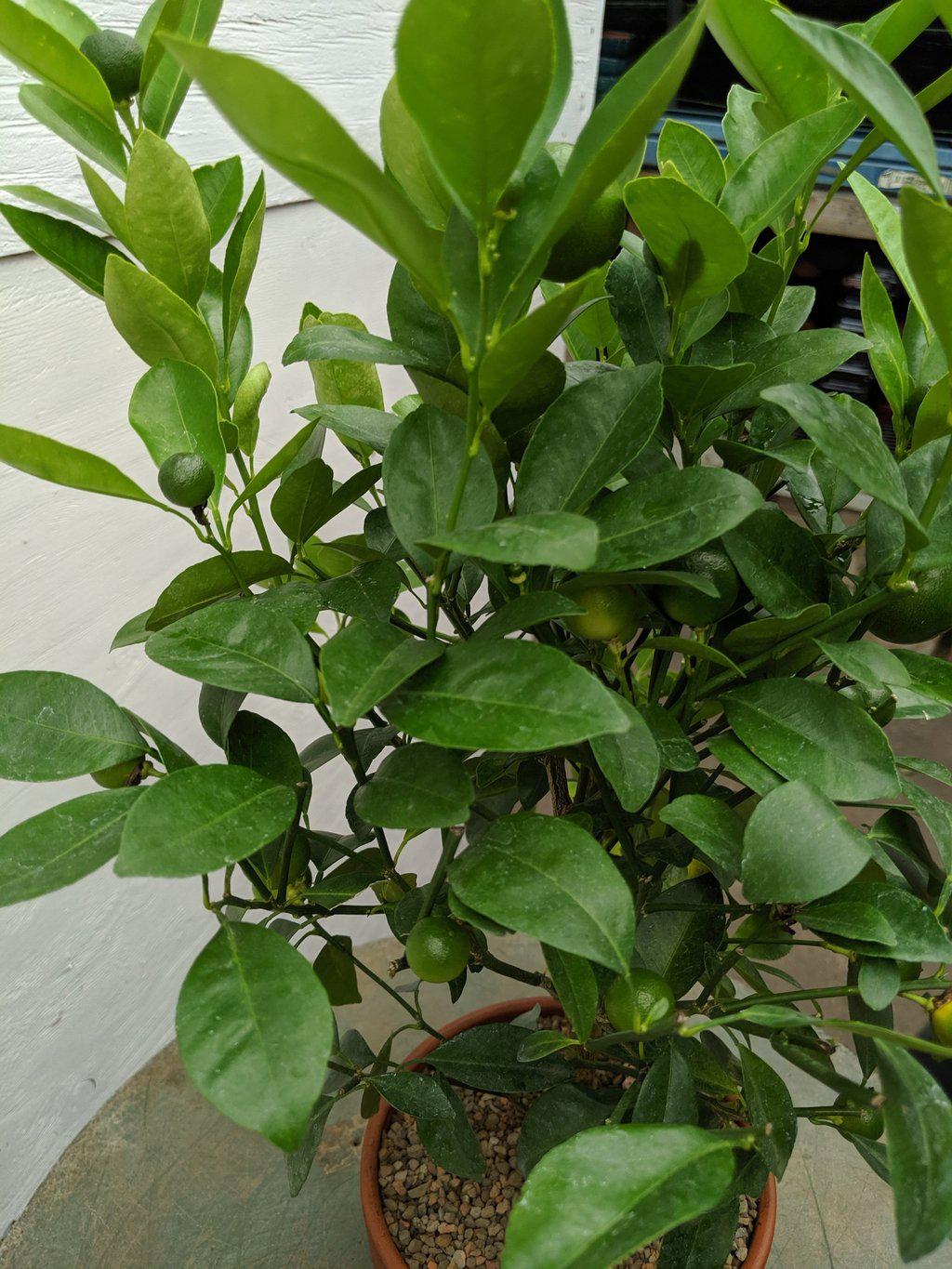 Orange Citrus Bonsai Tree Leaves