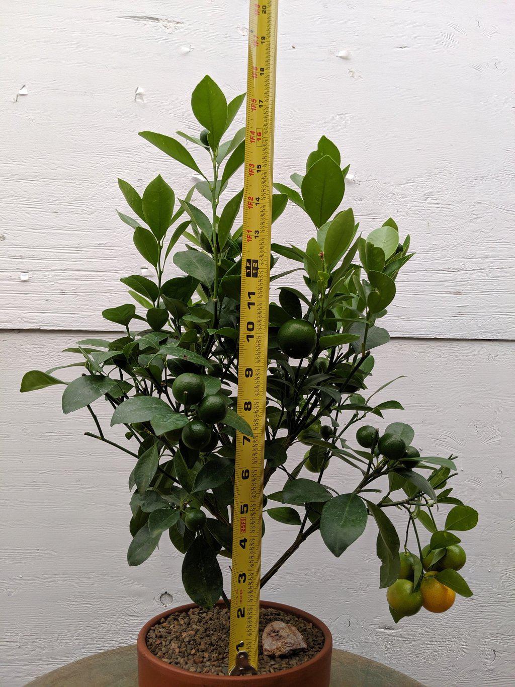 Orange Citrus Bonsai Tree Size