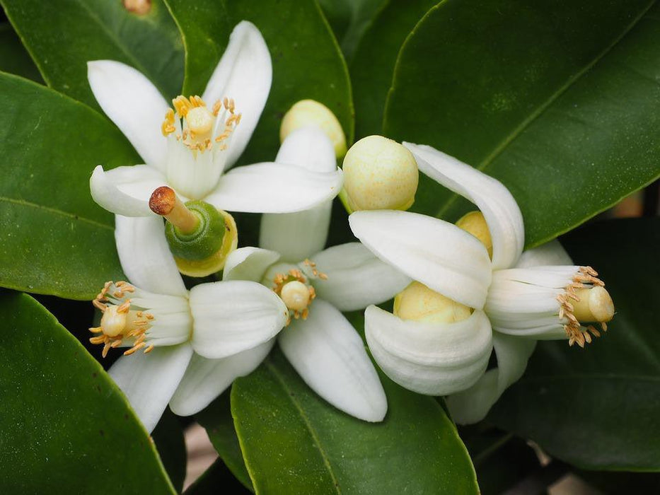 Orange Blossoms