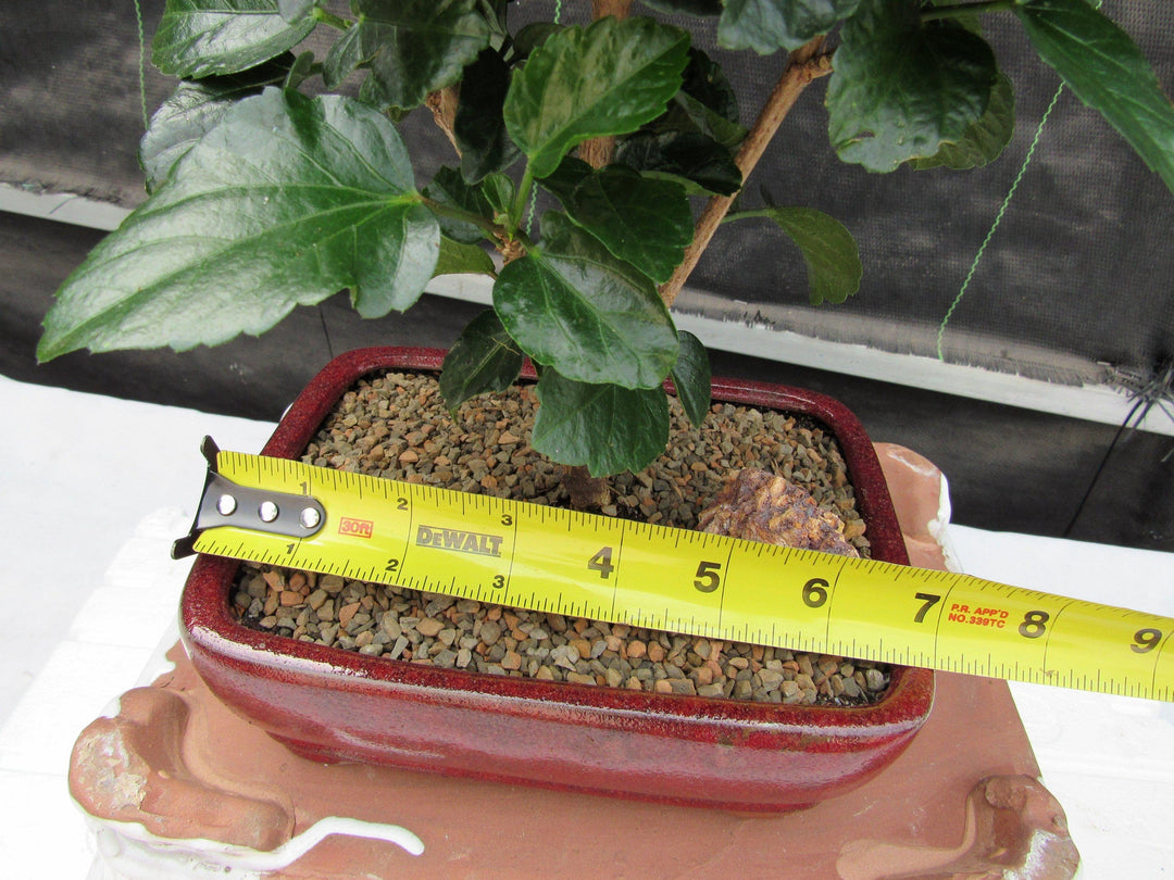 Orange Tropical Hibiscus Bonsai Tree Size