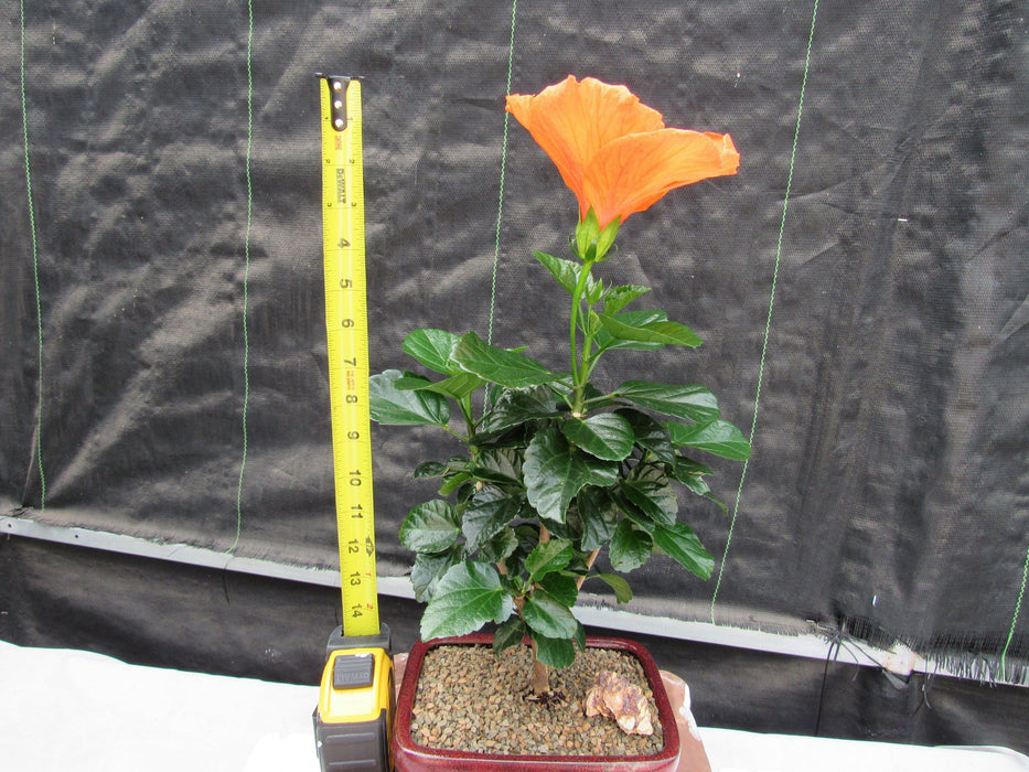 Orange Tropical Hibiscus Bonsai Tree Height