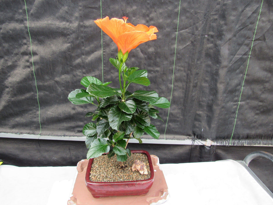 Orange Tropical Hibiscus Bonsai Tree Profile