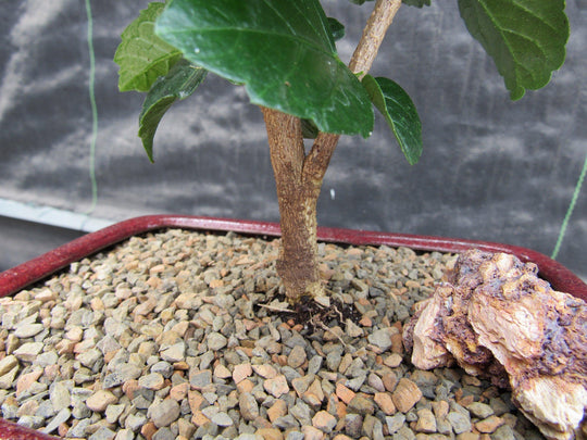 hibiscus bonsai tree for sale Orange Tropical Hibiscus Bonsai Tree