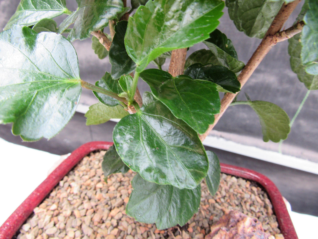 Orange Tropical Hibiscus Bonsai Tree Foliage
