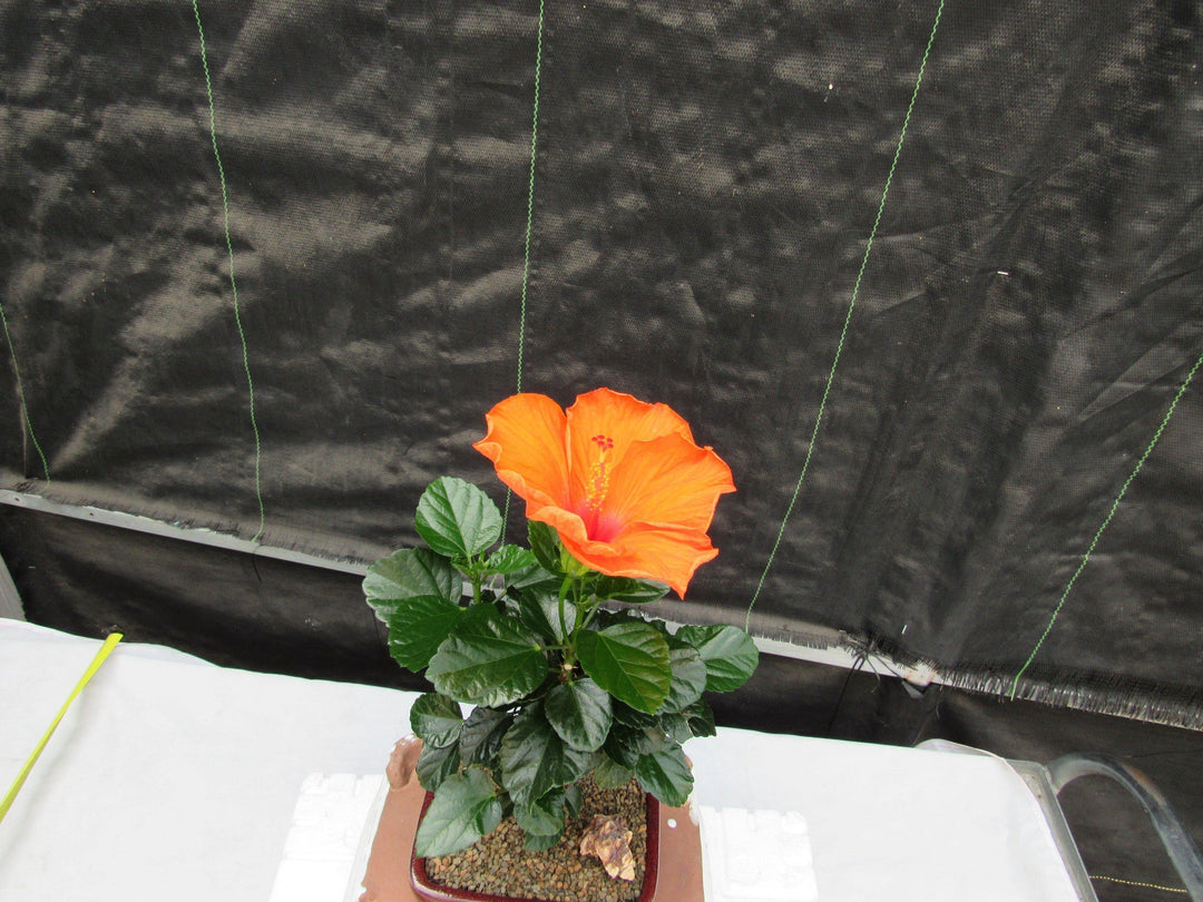 Orange Tropical Hibiscus Bonsai Tree Canopy