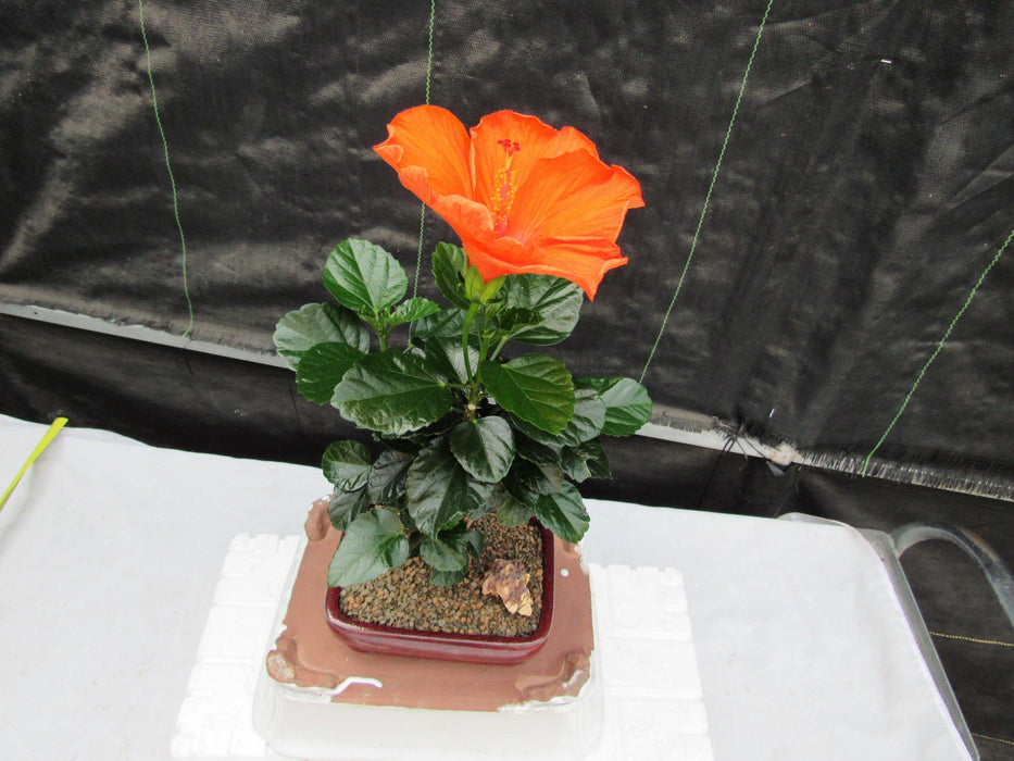 Orange Tropical Hibiscus Bonsai Tree Top