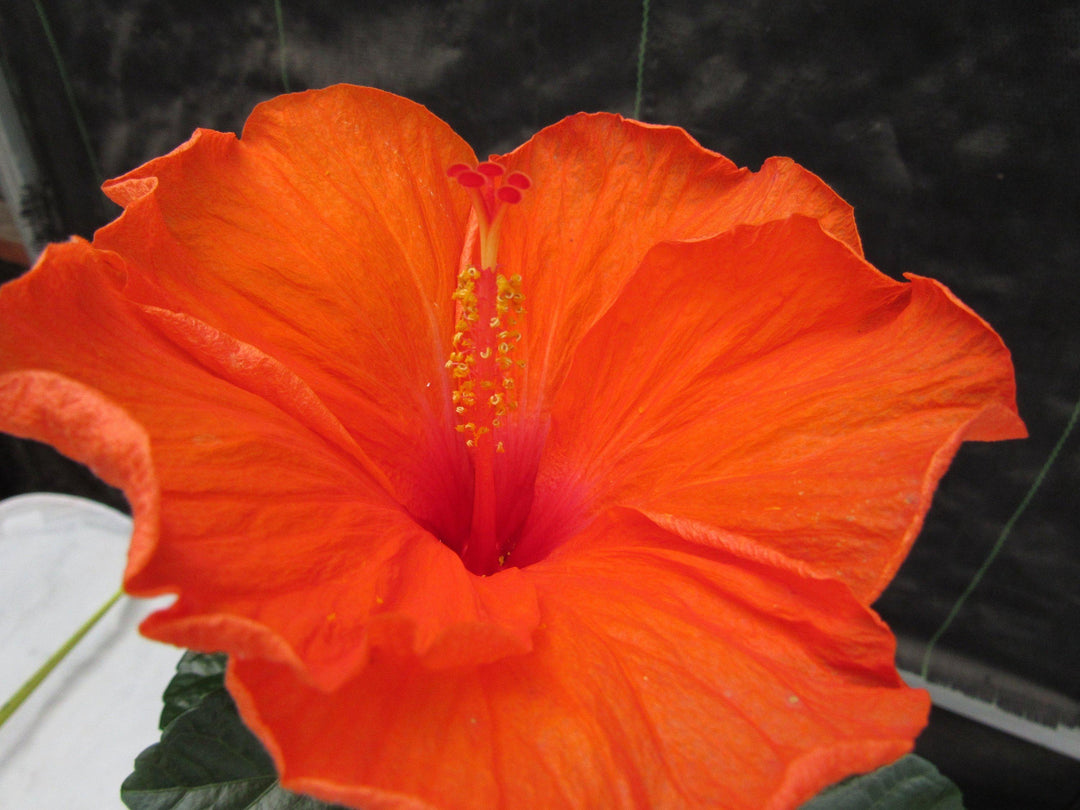 Orange Tropical Hibiscus Bonsai Tree Flower Close