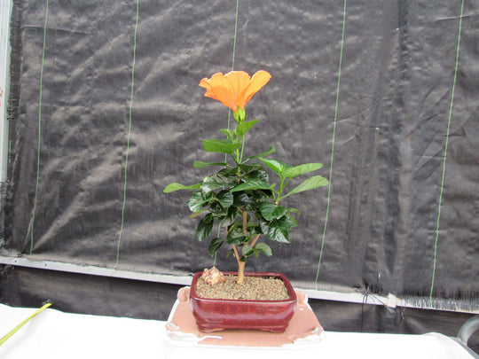 bonsai hibiscus tree Orange Tropical Hibiscus Bonsai Tree