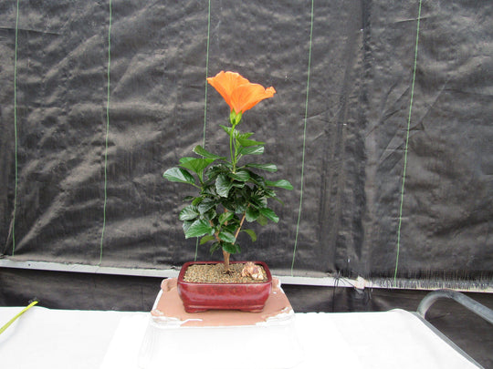 hibiscus bonsai tree Orange Tropical Hibiscus Bonsai Tree