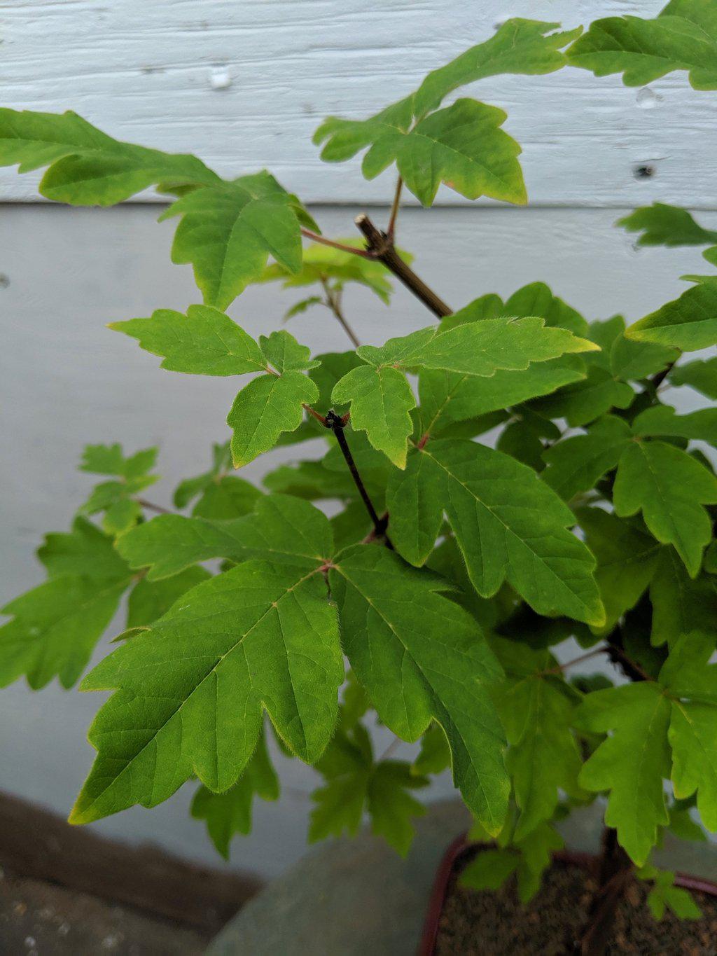 Paperbark Maple Bonsai Tree Leaves